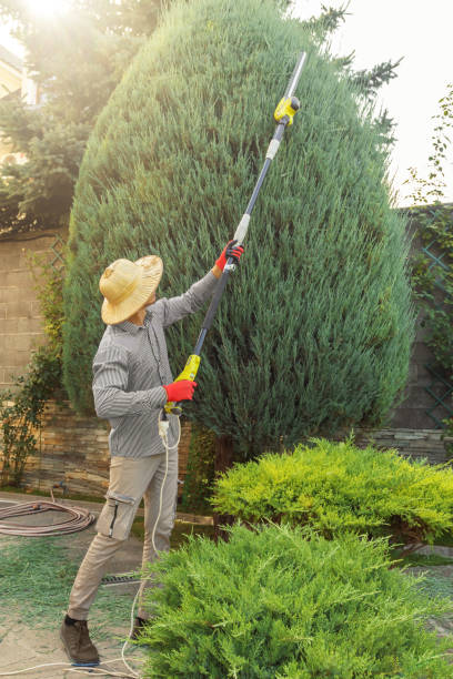  Warson Woods, MO Tree Removal Pros